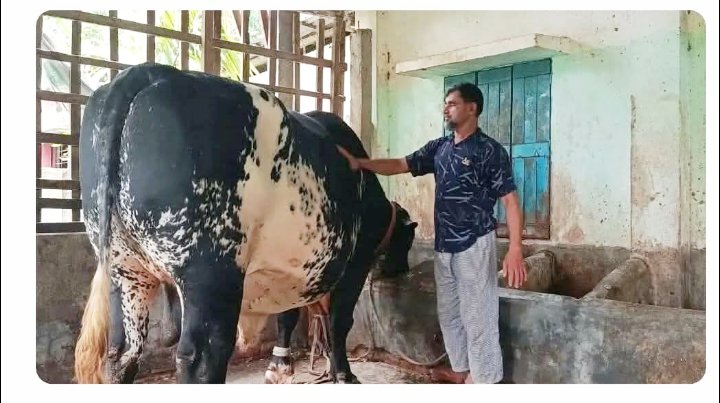 পঞ্চগড়ে এই প্রথম ৪০ মন ওজনের ষাঁড়ের সন্ধান,বিক্রি হবে কোরবানী ঈদ উপলক্ষে। 